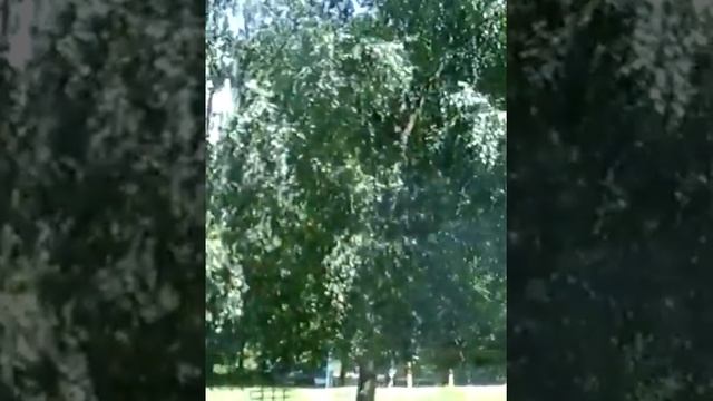 Солнечная погода в Курске смотреть онлайн