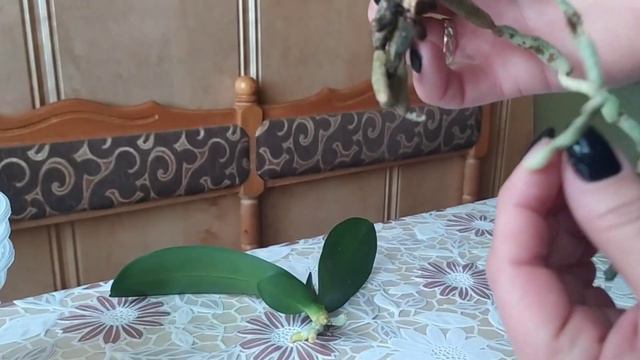 Отделяем детку орхидеи от ствола!ЕСТЬ ИНТРИГА! смотреть онлайн