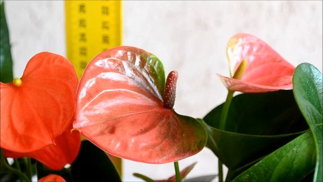 Антуриум Андре трехлетнего возраста смотреть онлайн