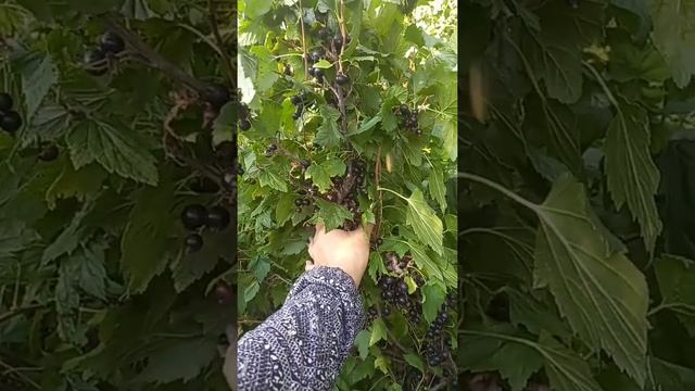 ❗ВОТ И ЧЕРНАЯ СМОРОДИНА СОЗРЕЛА ?❗