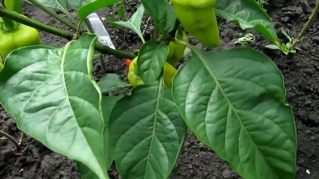 Habanero Long Red - Длинный красный Хабанеро смотреть онлайн