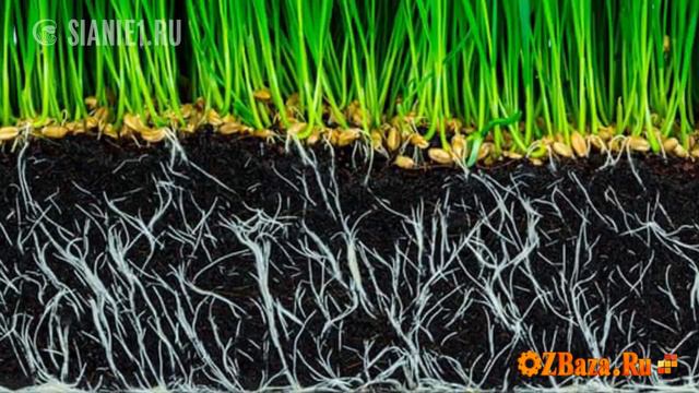 Сидераты. Осенний посев. смотреть онлайн