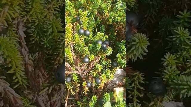 ШИКША полезная ягодка. Как выглядит, чем полезна.