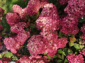 ОБРЕЗКА МЕТЕЛЬЧАТОЙ ГОРТЕНЗИИ ОСЕНЬЮ