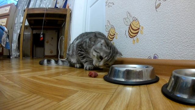 Что выберит шотландский котенок Сухой корм или МЯСО!!! (Чем кормить котенка?) смотреть онлайн