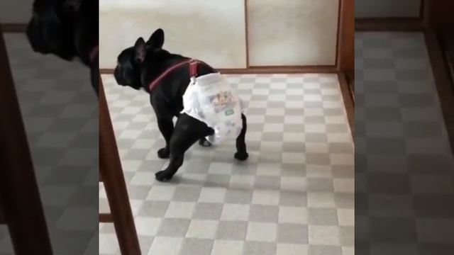 Собачка в памперсах смотреть онлайн