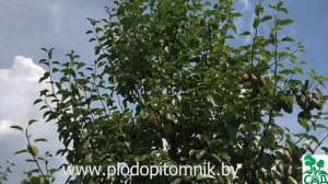 Груша Талгарская красавица. Поздний сорт груши исключительной красоты.