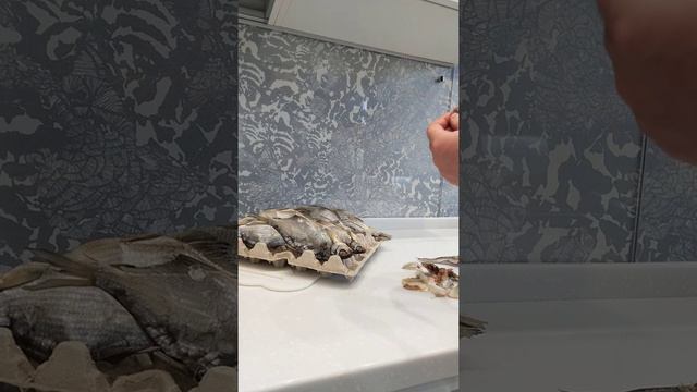 Сушка рыбы в клетке из под яиц под батареи в квартире смотреть онлайн