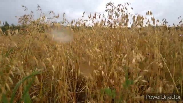 РУССКО-ЕВРОПЕЙСКАЯ ЛАЙКА, МОНГОЛ И ЯРА. смотреть онлайн