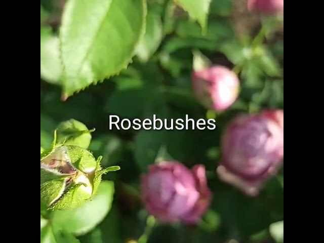 Мистик баблз 2 @rose_bushes161 смотреть онлайн