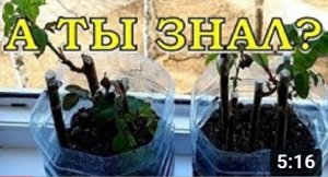 Укореняем РОЗЫ из осенних черенков: СУПЕР РЕЗУЛЬТАТ???