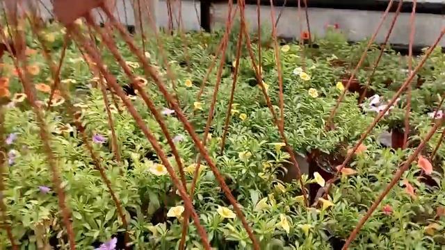 Сажаю кашпо с Калибрахоа на весну! Важные моменты!!! смотреть онлайн