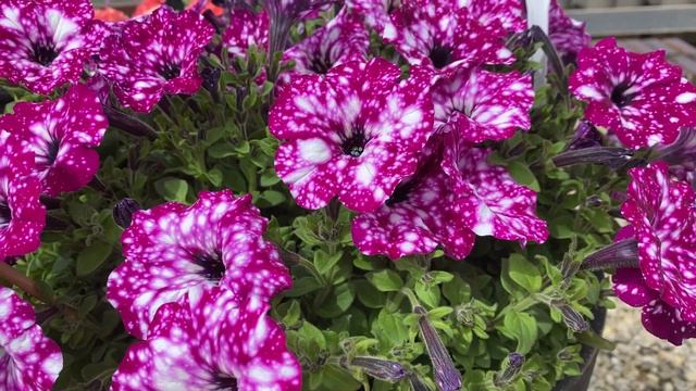 Petunia Royal Sky смотреть онлайн