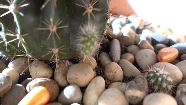 Sony Xperia XZ Premium Features 4k Cactus 2.28 Minute 1.7 gb смотреть онлайн
