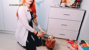 Собаку укачивает в машине, транспорте. Как помочь собаке.