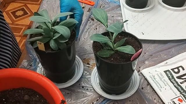 Эустома. Пересадка и подкормки. (ч.4) смотреть онлайн