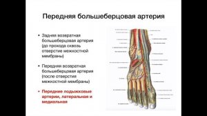 Артерии нижней конечности - анатомия сердечно-сосудистой системы (ССС)