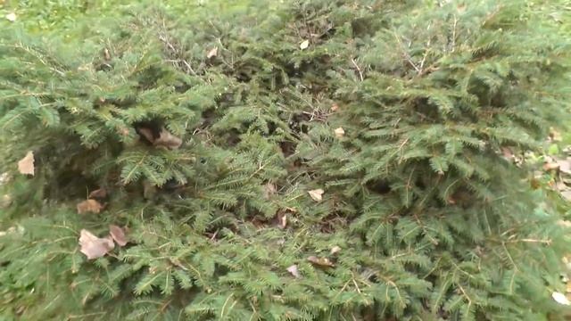 Ель стелющаяся безвершинная. Компактная елка смотреть онлайн