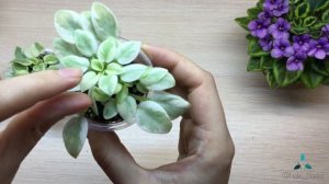 Листовые Химеры Часть 1 |Все о химерах|Как размножить листовую химеру | фиалки
