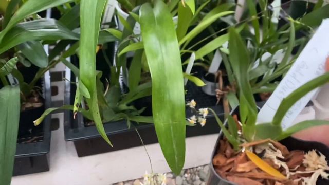 #carecollab Oncidium Twinkle Update 12-2021 смотреть онлайн