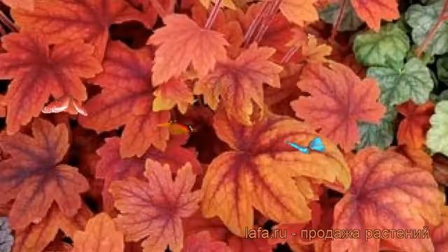 Гейхерелла гибридная Свит Ти (heucherella sweet tea) ? обзор: как сажать, рассада гейхереллы Свит Т смотреть онлайн