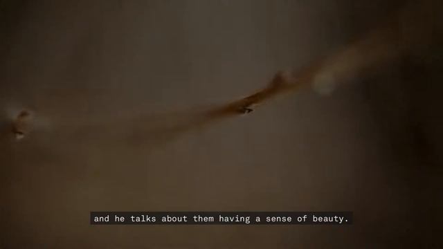 Andy Holden - 'A Natural History of Nest Building' In 'Animals & Us' - Turner Contemporary смотреть онлайн