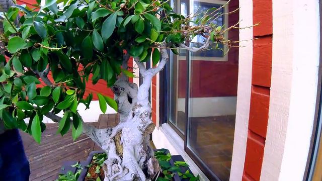 San Francisco Ficus, c 1900 смотреть онлайн