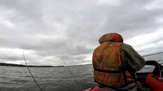 Река Молога -рыба бастует.. (холодное лето 2019) смотреть онлайн