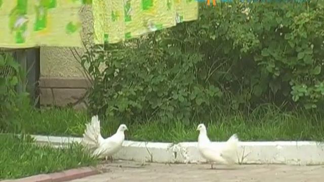 Kurorts guide Zatoka, Odessa region, Ukraine. July 2011.avi смотреть онлайн