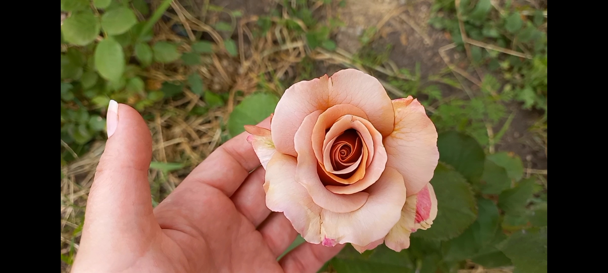 Цветение роз 20.05.23. Начинается первая волна смотреть онлайн