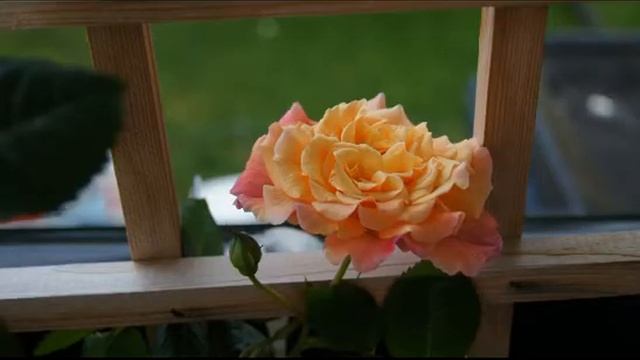 Kordes Aloha Rose смотреть онлайн