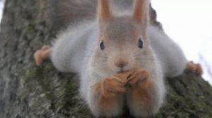 Первый раз услышал как белка шипит и другие ролики