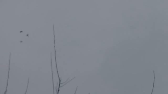 Как определить брак бойных голубей.5.11.17г смотреть онлайн