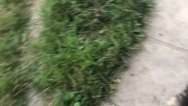 Традиции Французских бульдогов смотреть онлайн