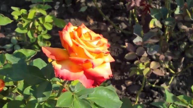 С днём рождения,мама! смотреть онлайн