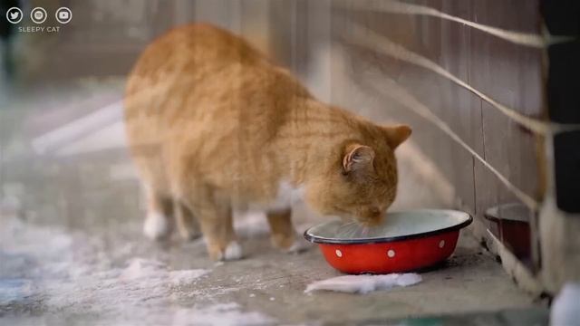 EXTRA LONG Music for Cats - 24 Hours of Cat Lullabies | Soothing Music for Cats | Sleepy Cat смотреть онлайн