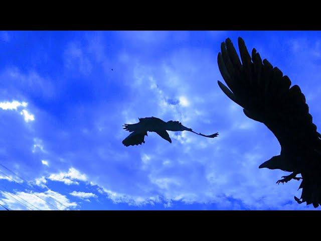 Совесть. смотреть онлайн