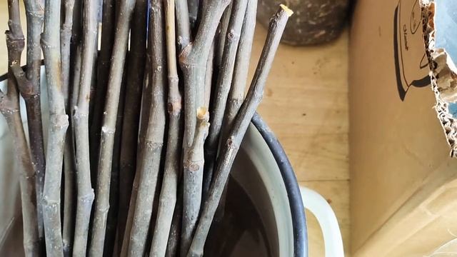 Инжир , посадка саженцев черенками март 2021 года . смотреть онлайн