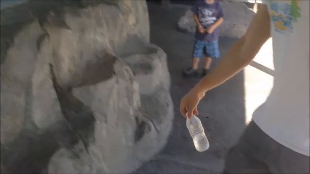 Insane Water Bottle Flip Challenge: ZOO EDITION! смотреть онлайн