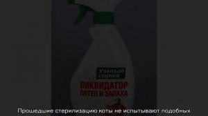Как отучить кошку гадить на кровать: основные причины и методы влияния