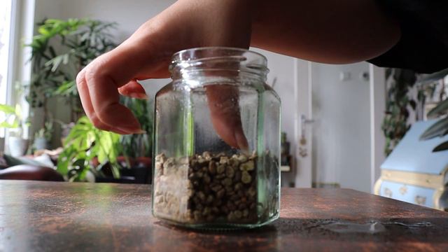 Anthurium seeds | From berry to seedling! смотреть онлайн