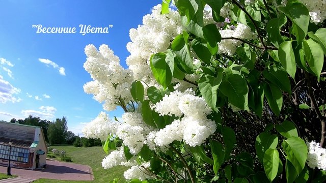 Весенние цвета.