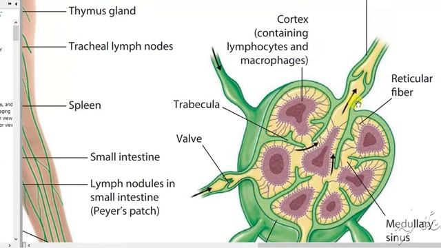 Axillary lymph nodes смотреть онлайн