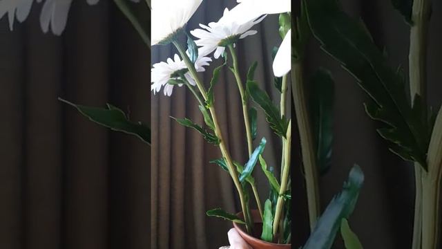 Ромашки из холодного фарфора смотреть онлайн