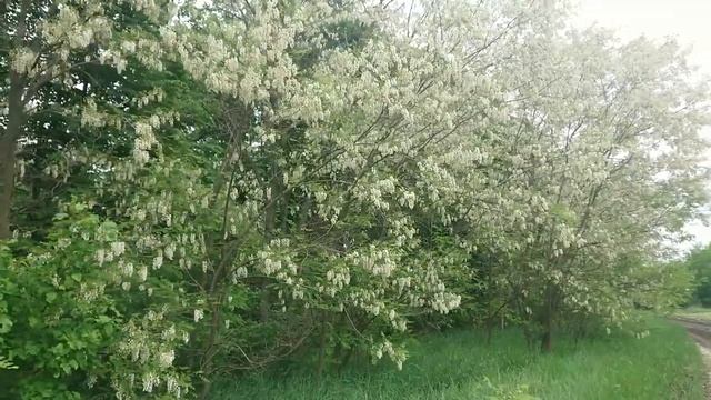 31.05.2021г. Цветёт акация. Скоро качать...