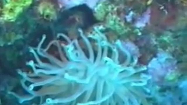 коралловые полипы смотреть онлайн