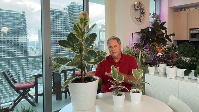 FICUS ELASTICA TINEKE