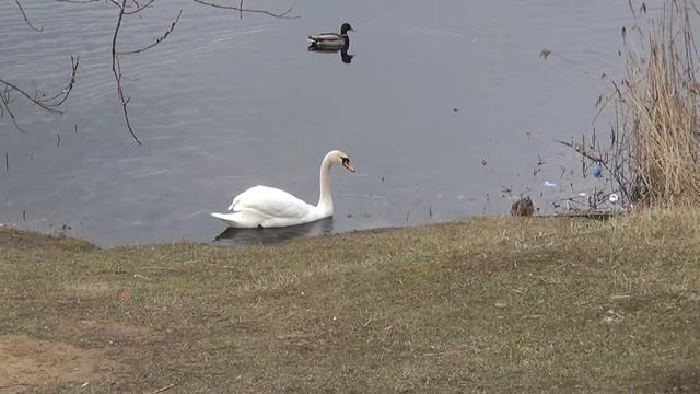 Лебеди от весны до зимы. 2 часть Апрель месяц. Swans from spring to winter. смотреть онлайн
