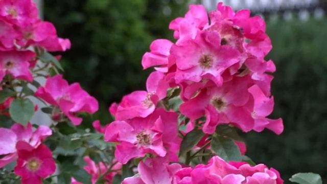 Rosa ´Stadt Rom´ смотреть онлайн