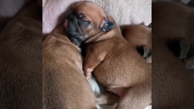 Французский Бульдог милый щенок Красный окрас смотреть онлайн